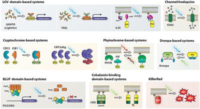 Non-neuromodulatory Optogenetic Tools in Zebrafish